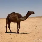 بكره صفرا ومعها بكره