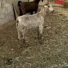 معزا طيبات الحد من 800