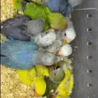 فروخ روز أليفه