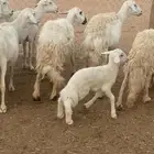 غنم حريات طيبه البيع