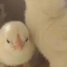 للبيع صوص لاحم روسي