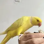 دره هولندي لاتينو