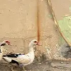 للبيع انثى بط مصري