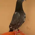 جوز ذكر رام و أنثى تيدي منتج تحتهم فرخ للبيع على اسوم