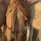 قعودين قصب