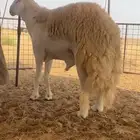 فحل صنف مشروط