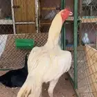 ديك شامو