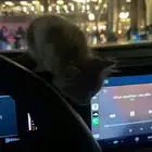 قطه أنثى للبيع مع كامل ملحقاتها السعر 200