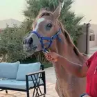 مهره شعبيه فاخره
