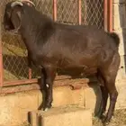 تيس كلهاري فاخر