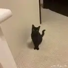 قط للتبني