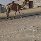 خفوت