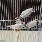 جاوا جاوه سلفر