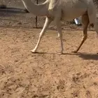 للبيع بكره لقيه