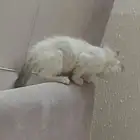 قطط صغيرة عمر شهرين للتبني .. ذكرين