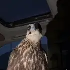 طيور