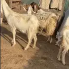 معزا العدد 6 تحته 10