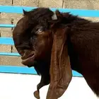 عرض بيع فحل مشروك طيب