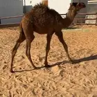 حاشي طيب للبيع
