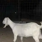 جفره بيشيه