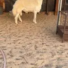 فحل صنف مشروط