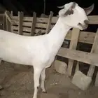 جفره نادره صنف