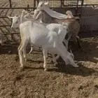 تيوس جنوبيه او جبلية تربيه وذبح