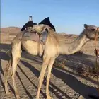 قعود للبيع سنه حق