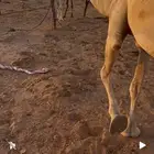 ناقه وضحا خلفه