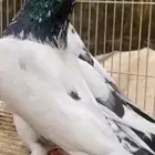 زوج تيدي سخي 41