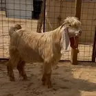 تيس اصفر