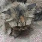 قطه للتبني