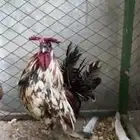 ديك