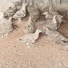 قطا عراقي