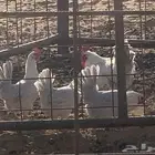 دجاج فيومي بشاير