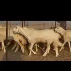 غنم حريات رخال صنف الصنف