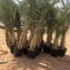 يوجد لدينا نخل مجذر ونخل زينه وعربي علا جميع المقاسات