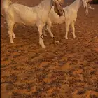 معزا قريب ولاده