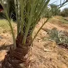 يوجد لدينا جميع انواع النخيل المثمره وجميع المقاسات المختلفه