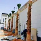 زرعت نخيل ووشنطن ونخل عربي