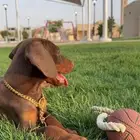 Doberman for sale دوبرمان للبيع