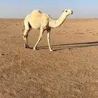 وضحا طيبه