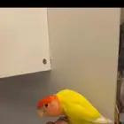روز هدد ذكر للبيع لاتينيو