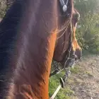 حصان شعبي للبيع الموقع طريب التواصل واتساب فقط