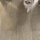 بسه لتلتبني