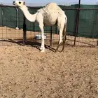 حاشي كفو قصب