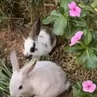 ارانب للبيع