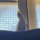 للبدال
