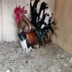 دجاج جبانيز مع فروخه