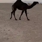 بكره صفراطيبه